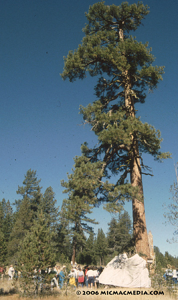 Donner tree and lean-to ID resized