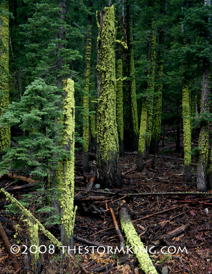 Nugget #155 E Trees covered in green lichen