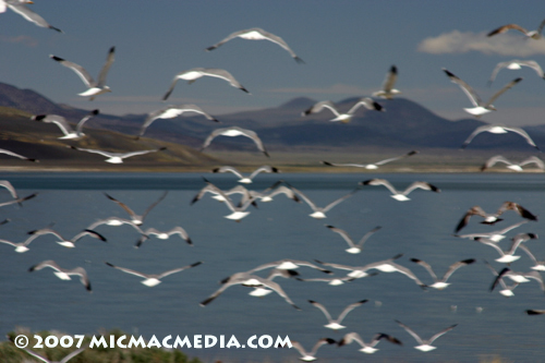 Nugget #113 B Mono seagulls 2