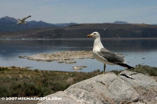 Nugget #113 D Gull logo reigns over Mono