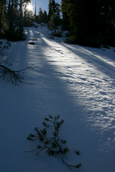 Nugget #122 E Mt Rose HIKE