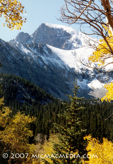 Nugget #123 A Wheeler Peak foliage