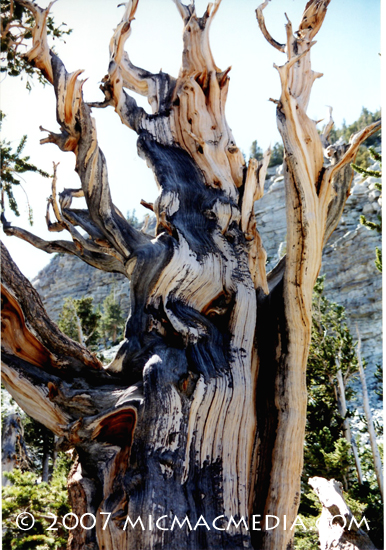 Nugget #123 C Bristlecone tree 2