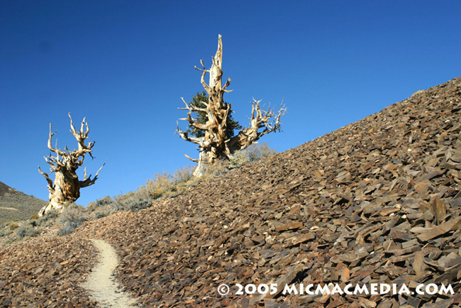 Nugget #19 Bristlecone trail ID and resized