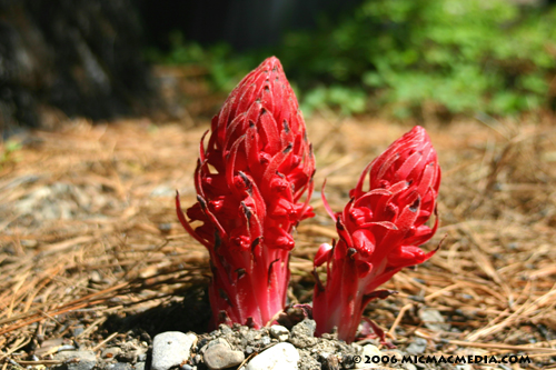 Nugget #77 D Snowplant