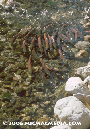 Nugget #95 A Kokanee Salmon school001-01 copy