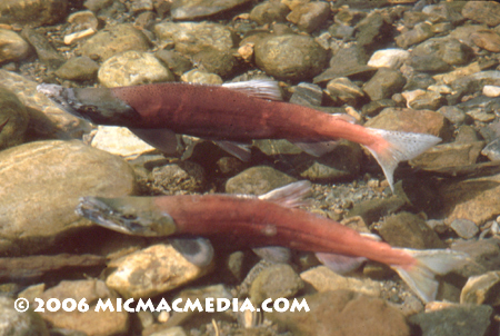 Nugget #95 B Pair Kokanee males002-01 copy